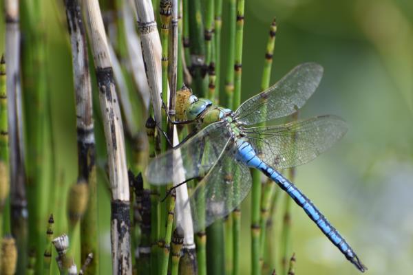 Emperor Dragonfly.jpg