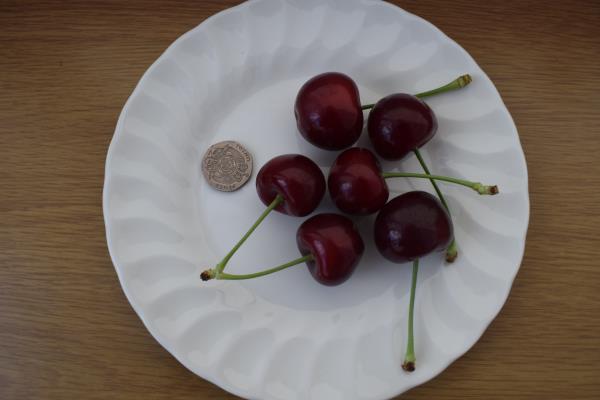 Early Rivers cherries.jpg
