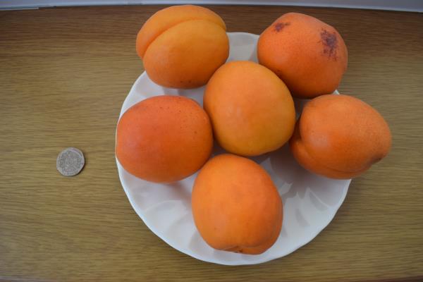 Apricots July 2018.jpg