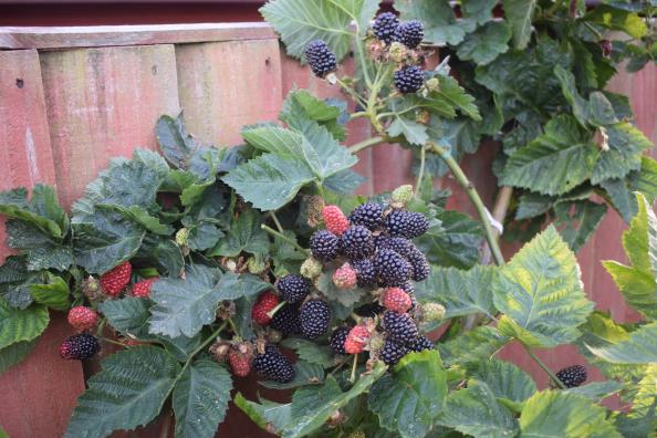 Chester Blackberries.jpg