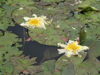 Filigree'd lillies.jpg