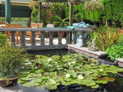 Waterlillies before the 16th!.jpg