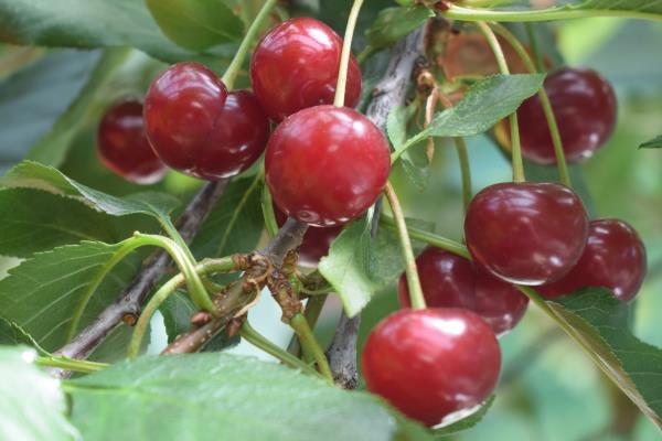mystery cherry.jpg