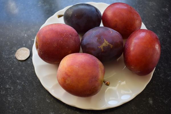 Plums 2018.jpg