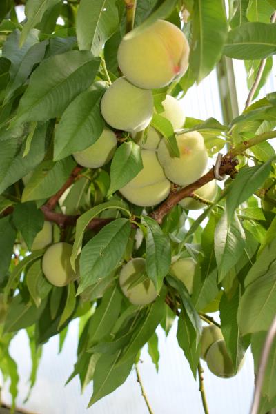 Redhaven peach.jpg