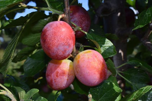 Denbigh Plum.jpg