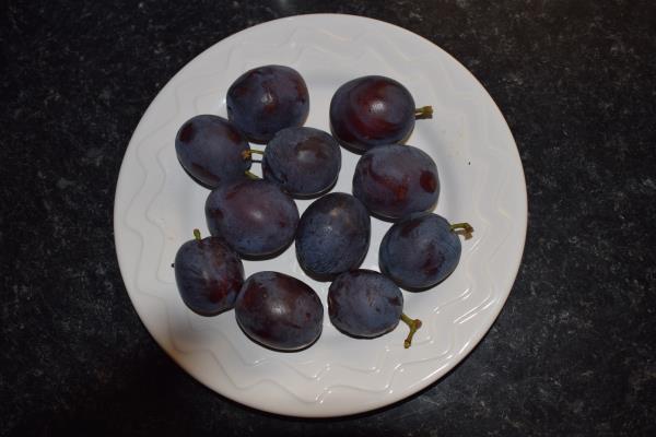 Marjorie's seedling plums.jpg