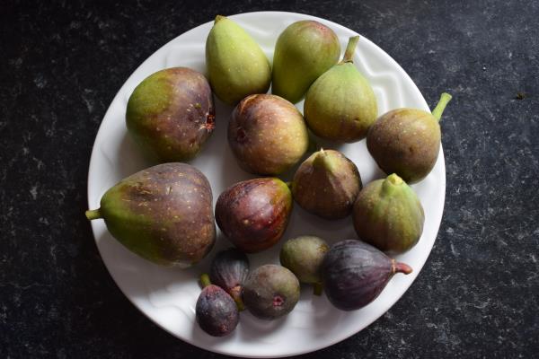 Autumn fig collection.jpg