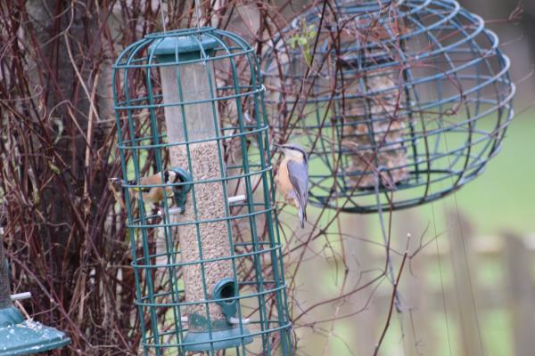 Goldfinch and Nuthatch.jpg