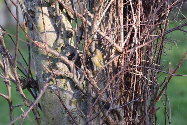 Goldcrest 2018.jpg