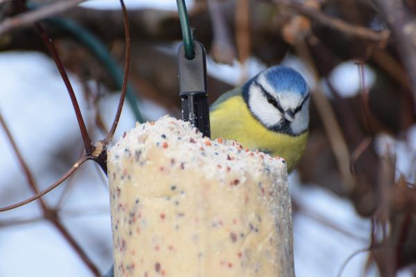 Bluetit on suet.jpg