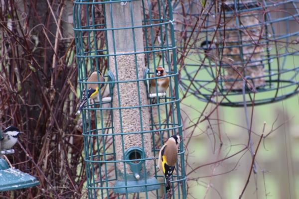 3 Goldfinches + 2 Coal Tits.jpg