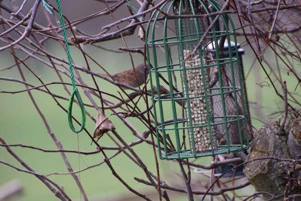 Hedge Accentor.jpg