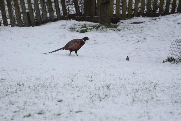 Resident pheasant.jpg