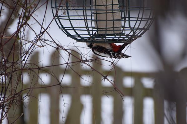 Greater Spotted Woodpecker on suet.jpg