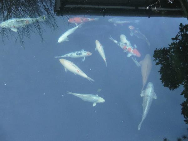 Koi on 1st February 2019.jpg