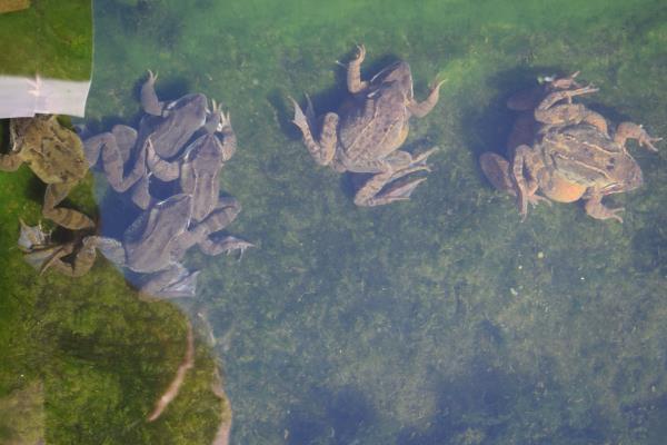 Spring frog party.jpg