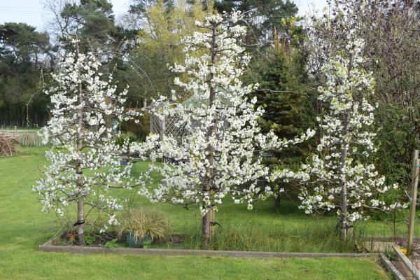 Denbigh plum in flower.jpg