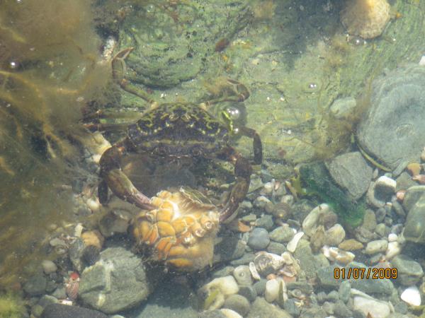 Crab eating crab! + winkles.jpg