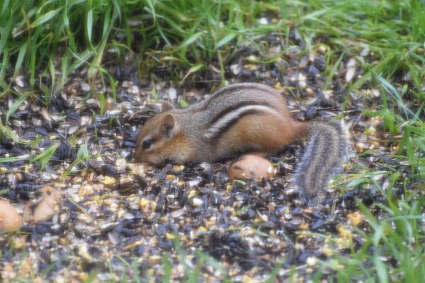 Chipmunk.jpg