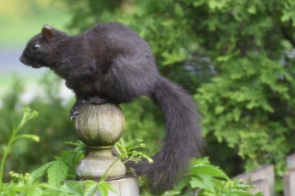 Canadian Squirrel.jpg