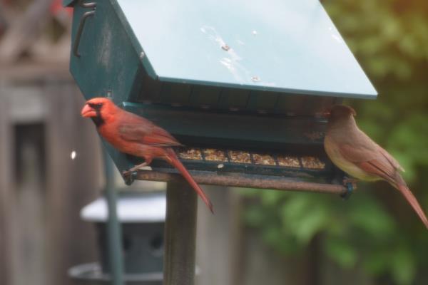 Red Cardinal.jpg