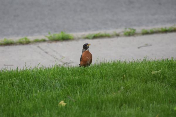 American Robin in Canada.jpg