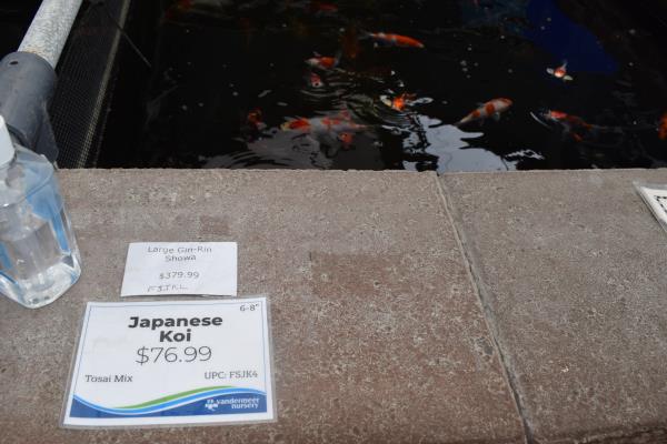 Cheapest Koi in Cobourg.jpg