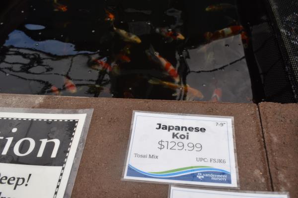 Koi in Canada.jpg