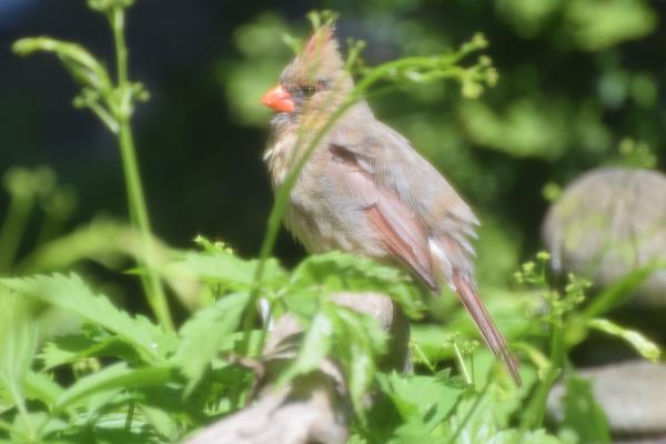 Red Cardinal fledgling.jpg