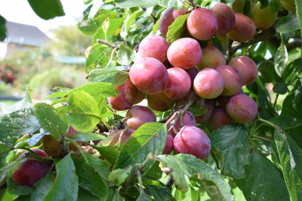 Denbigh plums Trefnant  Vale of Clwyd.jpg