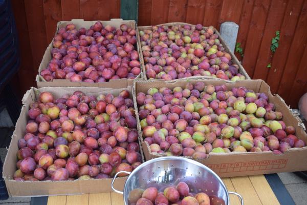 Jubileum and Victoria plums.jpg