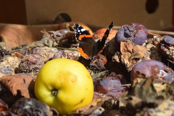 Brown rot on collected fruit.jpg
