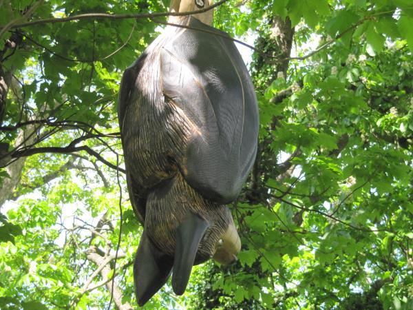 Elwy Bat.jpg