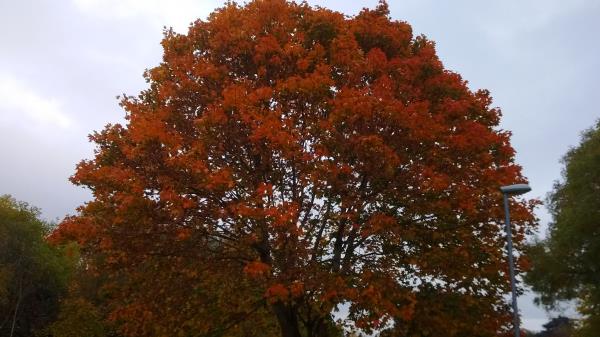 Maple on Common October.jpg