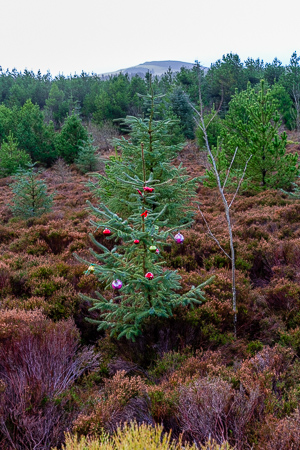 Christmas Decorations.jpg