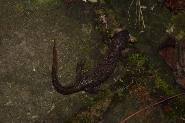 Great Crested Newt in January.jpg