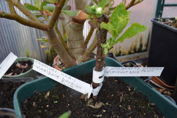 Denbigh-VVA-1 bud grafts.jpg