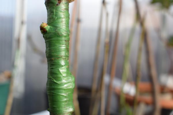 Bud burst whip & tongue graft Denbigh plum.jpg