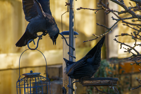 two jackdaws.jpg