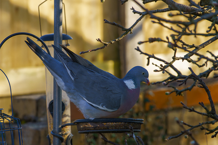 pidgeon.jpg