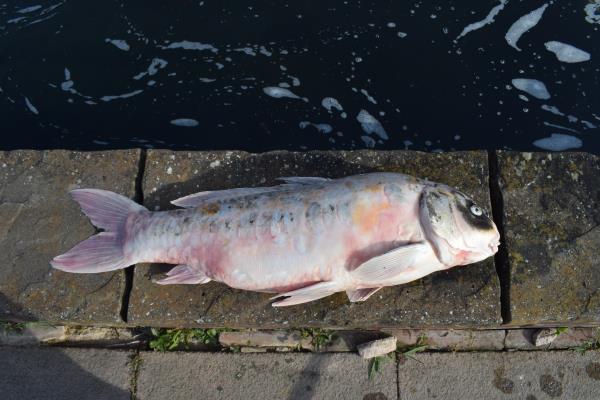 Amac, a 42 year old Koi.jpg
