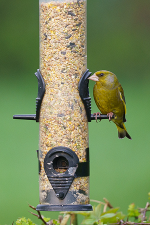 greenfinch.jpg