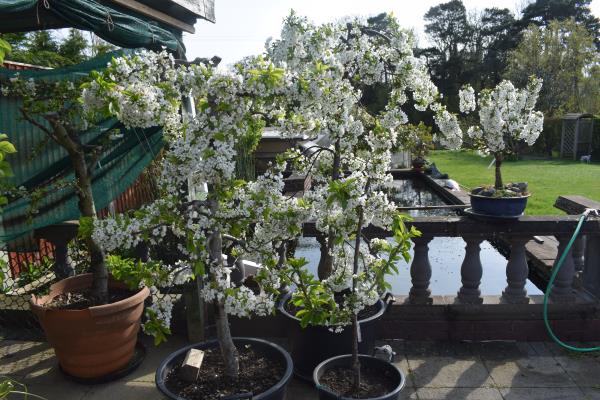 Black cherries in blossom.jpg