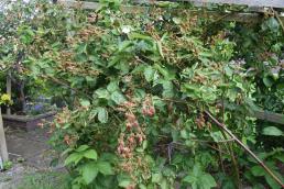 Healthy crop of thornless blackberries 2020.jpg