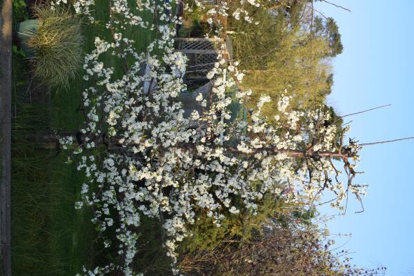 29th March 2019 Denbigh plum in full blossom.jpg