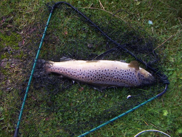 Brown trout Llandegla.jpg