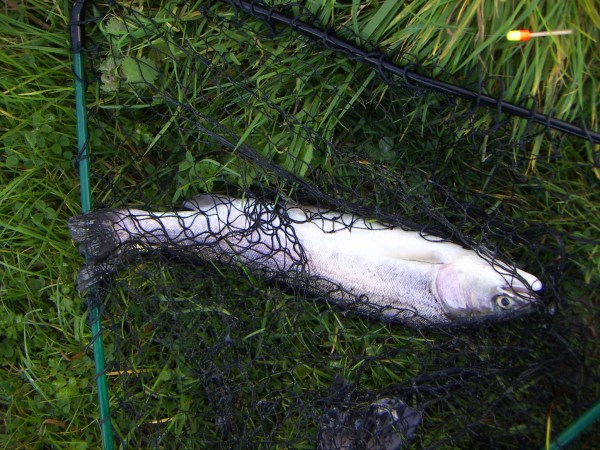 blue trout Llandegla October 2020