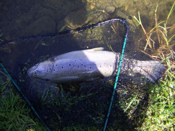 Salmon caught at Chirk.jpg
