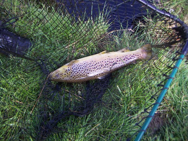 Brown trout caught at Chirk 2019.jpg